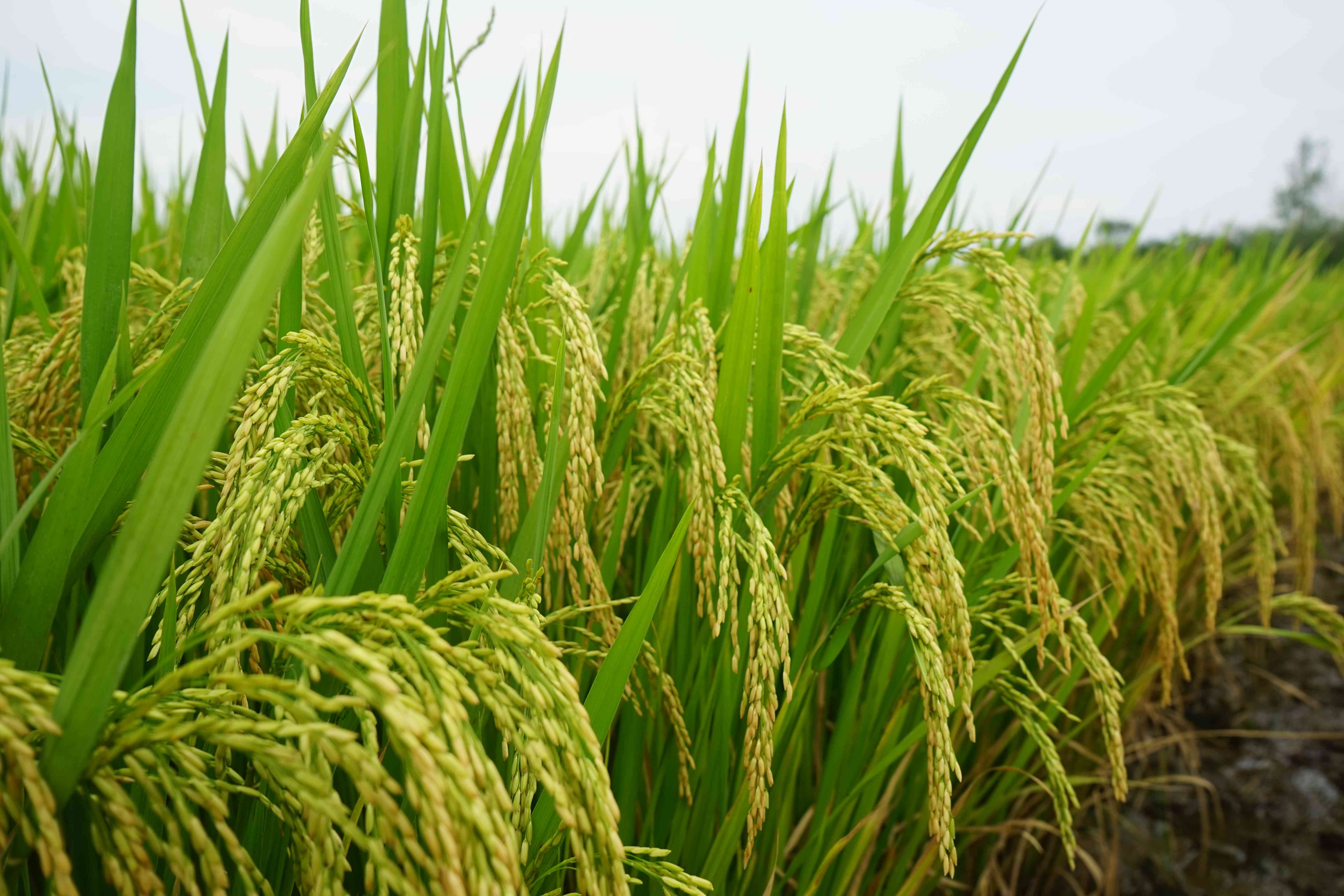 9、Q兩優1606(1).jpg 9、Q兩優1606(1).jpg